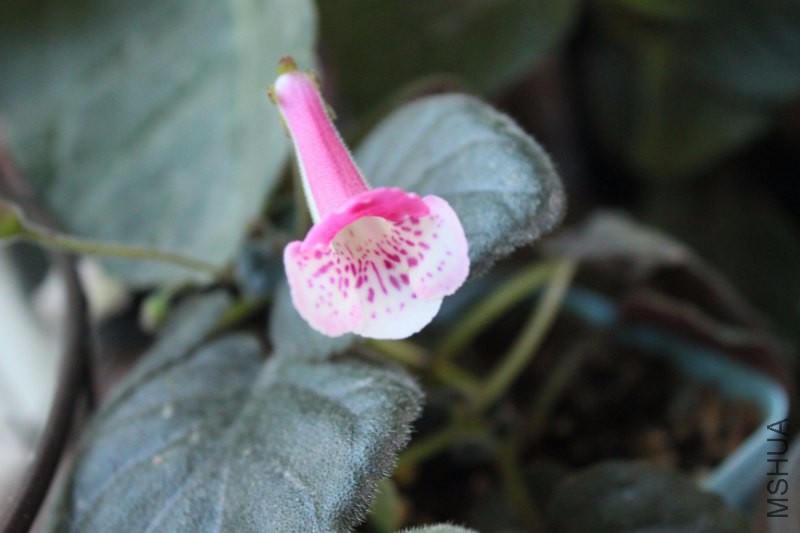 Sinn.Pirate's Petite Chili20160730_800x533.JPG