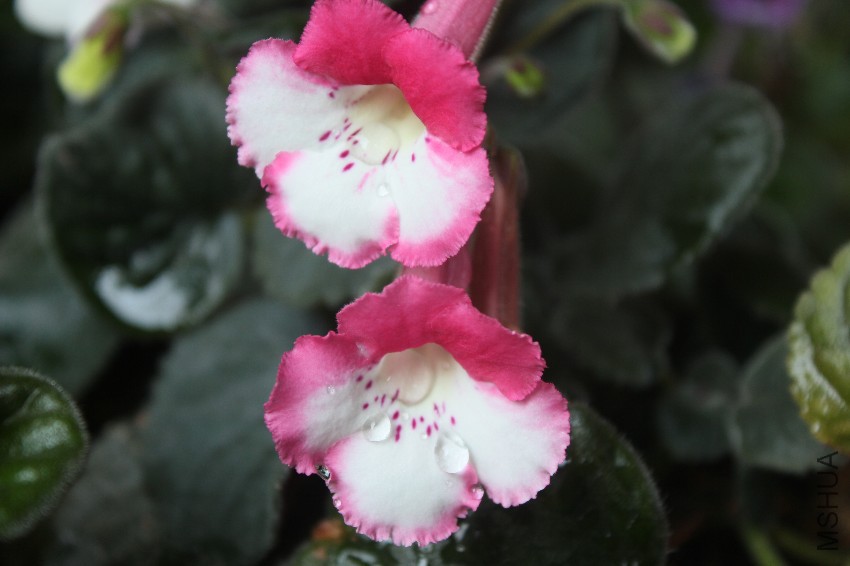 spanish rose