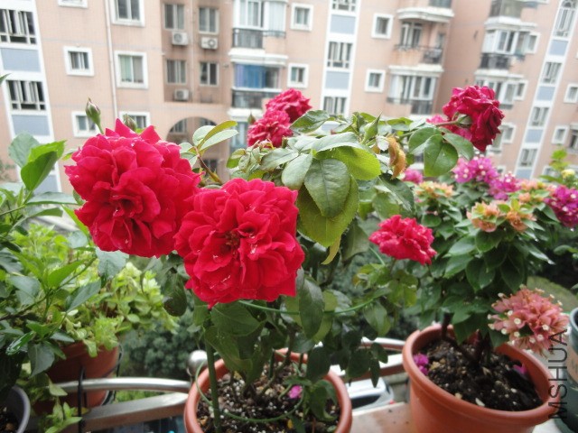 DSC01635.JPG