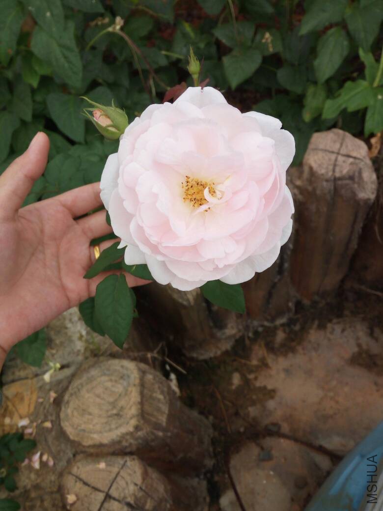160419t58w1w9c8yzk7nd3.jpg