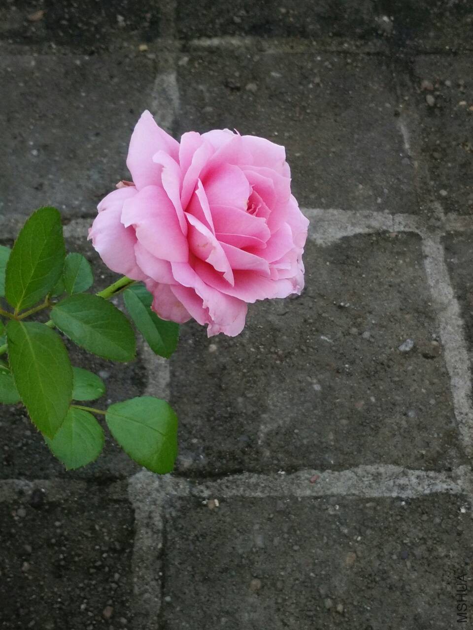 175508f43ttmg4n80zxpp7.jpg