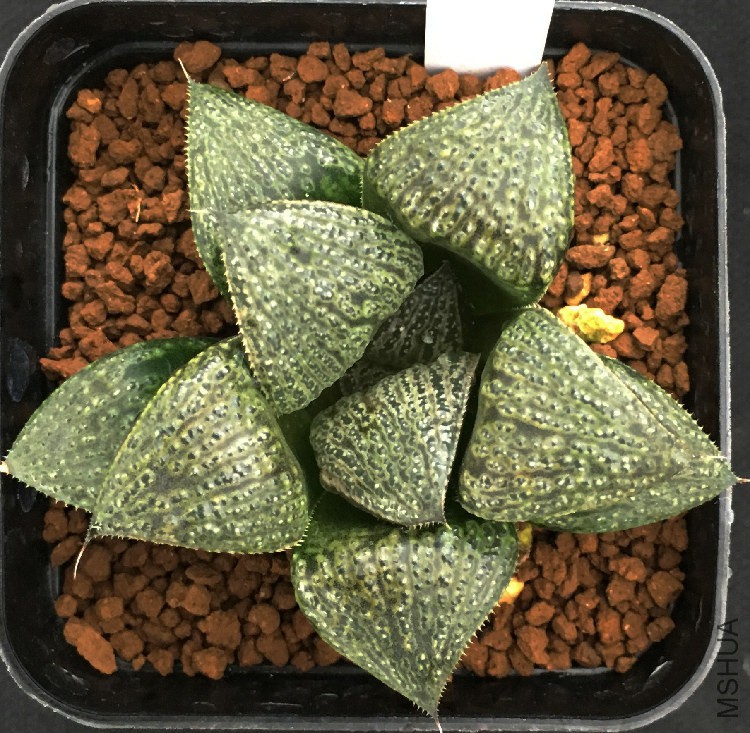 TB2jGd.Xnka61Bjy0FoXXb1sFXa_!!1070677434 - ����.jpg