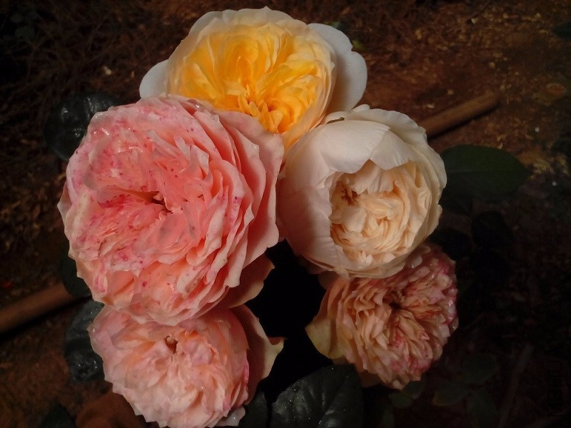 IMG_20130101_140958.jpg