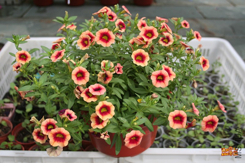 ��Ƭ 093_����.jpg