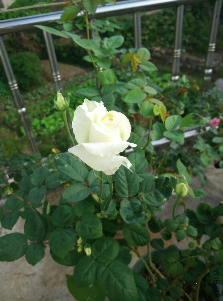 105712ogong1ug6ip5pv6g.jpg