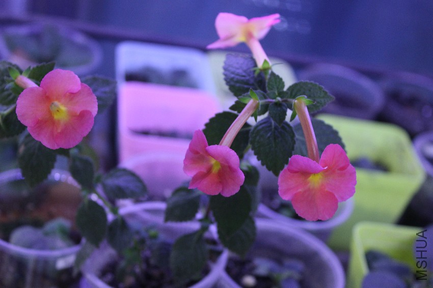 peach cascade (2).JPG