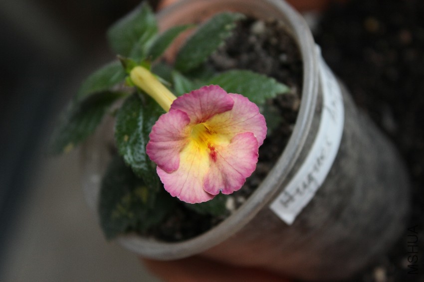 hugues anfray (3).JPG