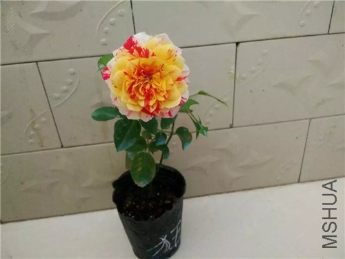 psb84M8D1CN.jpg