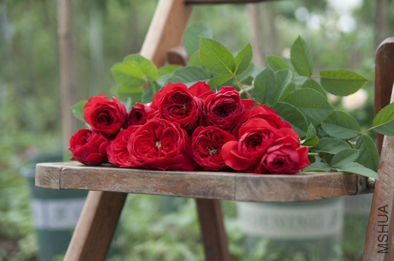 ��ɫ����