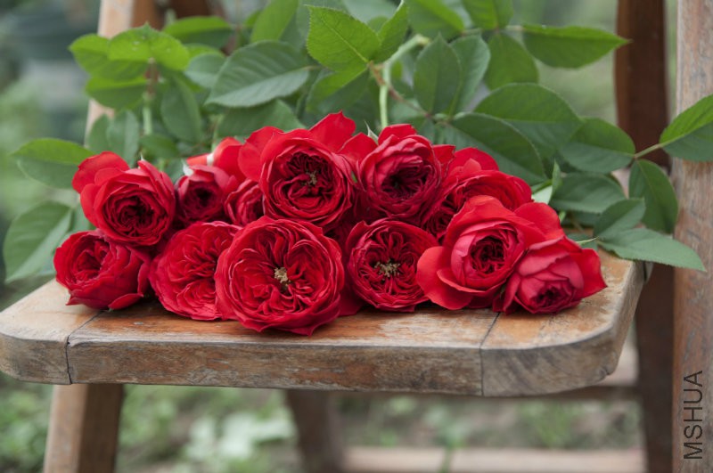 ��ɫ����