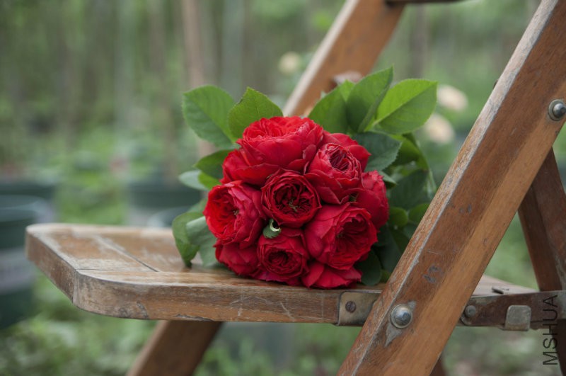 ��ɫ����