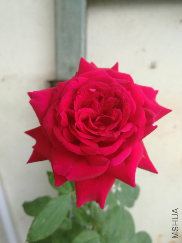 IMG_20161001_074640.jpg