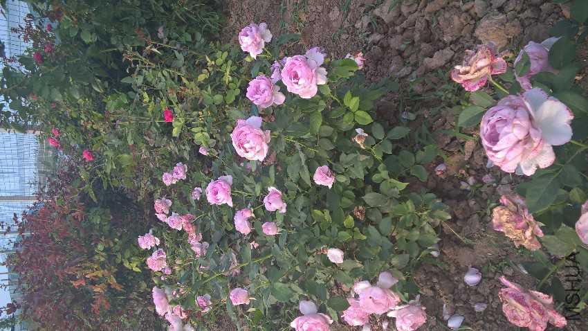 WP_20160628_18_06_00_Pro.jpg