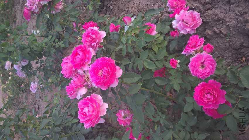 WP_20160628_18_18_16_Pro.jpg
