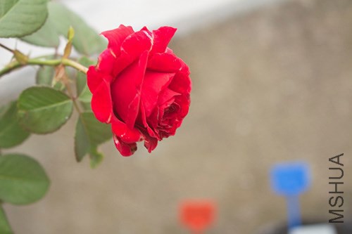 IMG_2411jpg1006.jpg