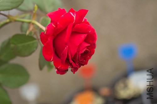 IMG_2412jpg1006.jpg