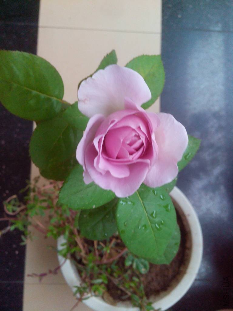 082619fxmalfmli5mo8o9p.jpg
