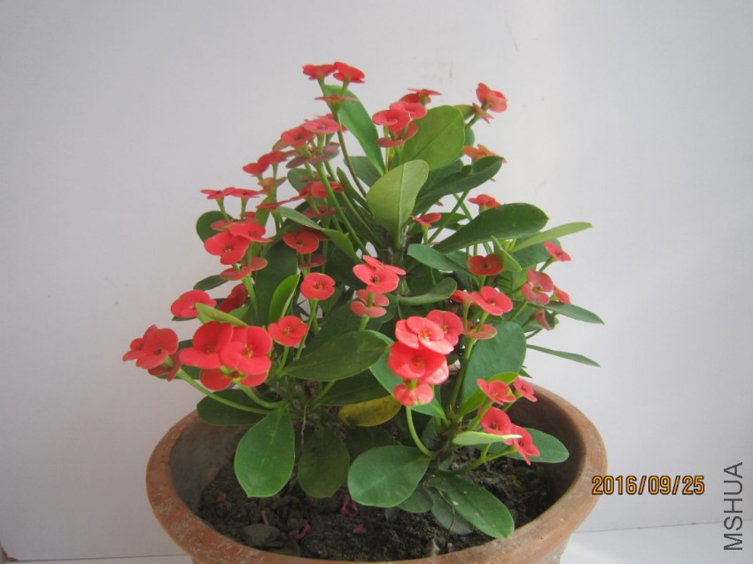 IMG_0003_1067x800.JPG