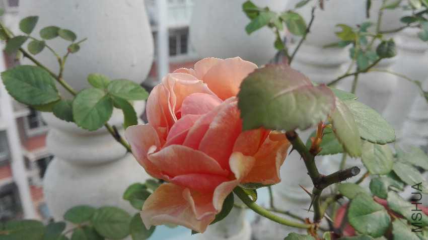 microMsg.1474498524566.jpg