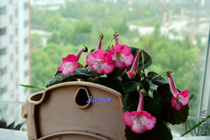 DSC_1627.JPG
