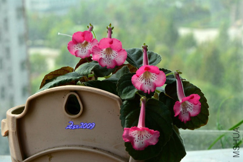 DSC_1634.JPG