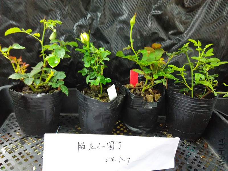 �췽ҹ̷��˿ȸС��������.jpg