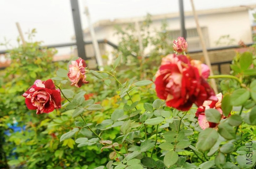 psb (13).jpg
