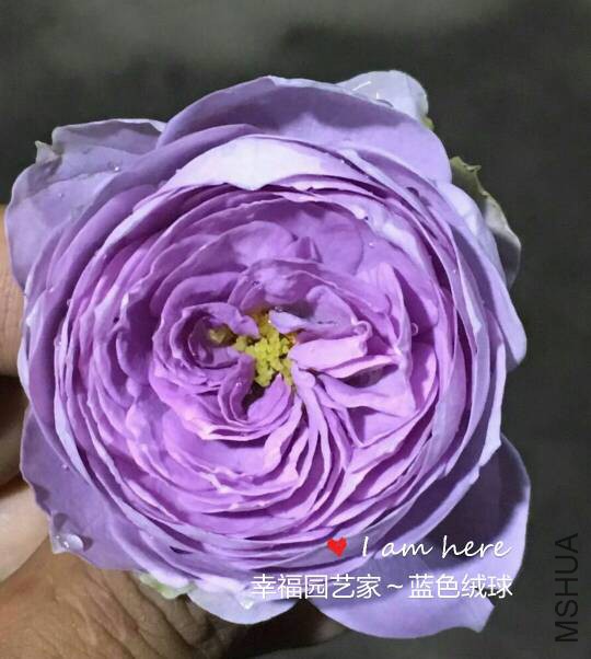 133517d7g5pg7bbtooib6j.jpg