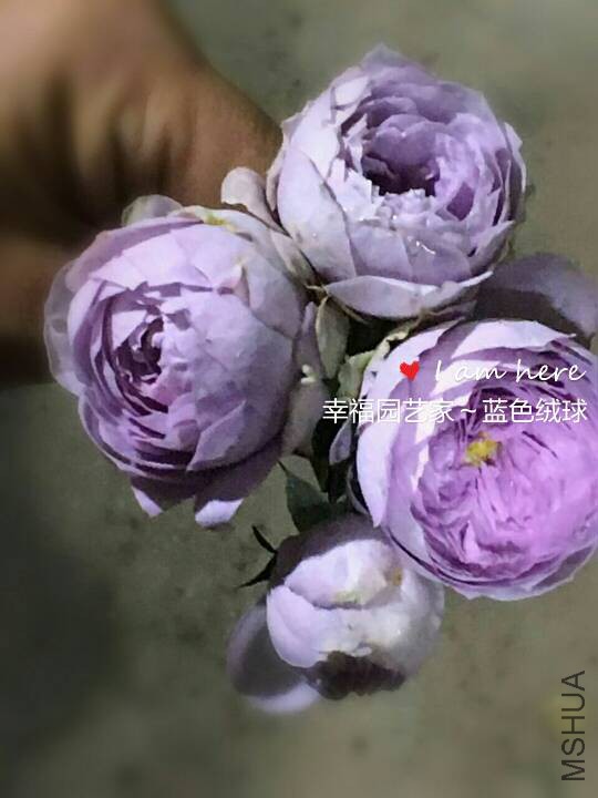 133517xx11gjoa2o3xaw11.jpg