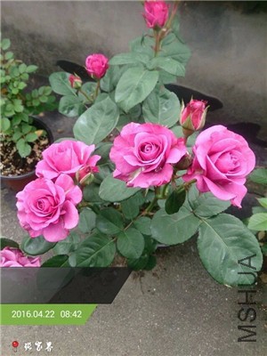 ڤ����(1).jpg