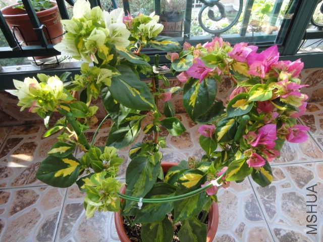DSC01597.JPG