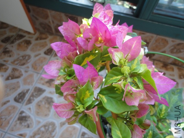 DSC01600.JPG