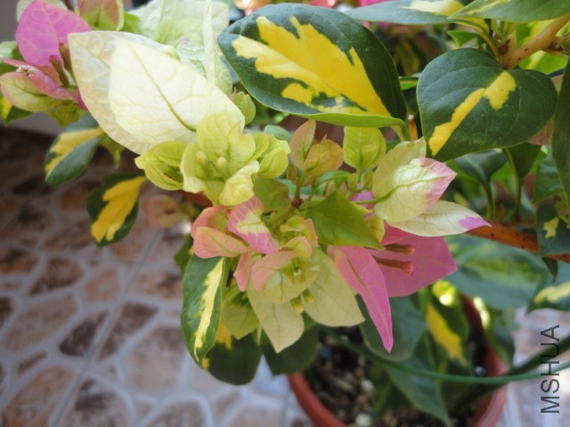 DSC01603.JPG