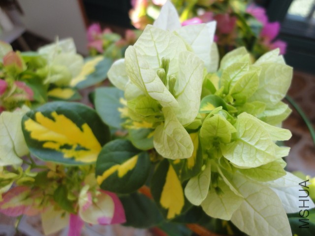 DSC01602.JPG