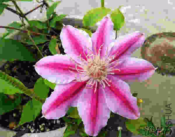 43-15051PG355.jpg