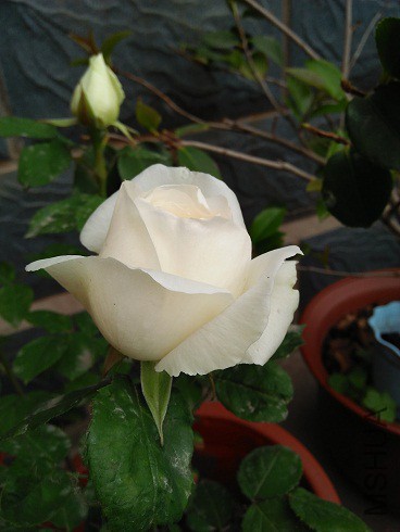 IMG20160513173253.jpg