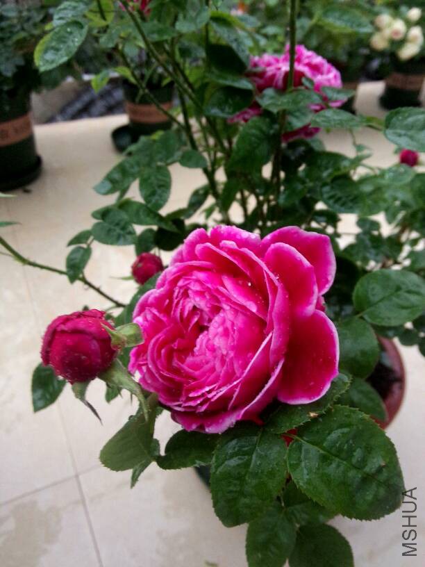 230151wpak11pigoottyk4.jpg
