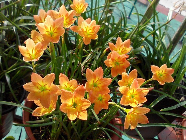 Z. 'Airie'.jpg