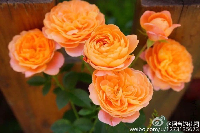 4be28239gw1f8jyilxf3mj20zk0nowix.jpg
