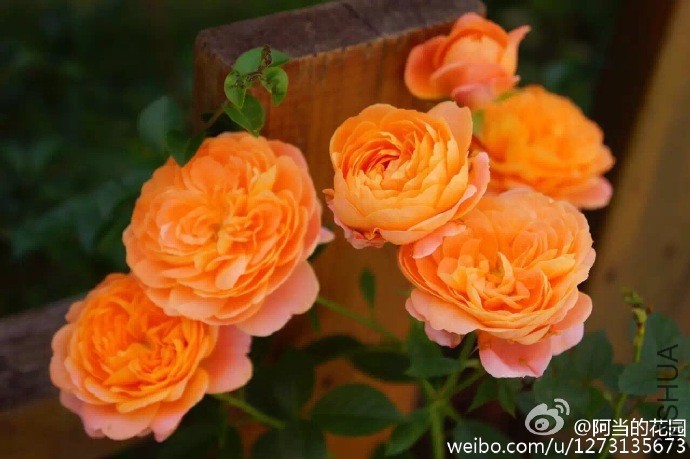 4be28239gw1f8jyimrpf7j20zk0non1g.jpg