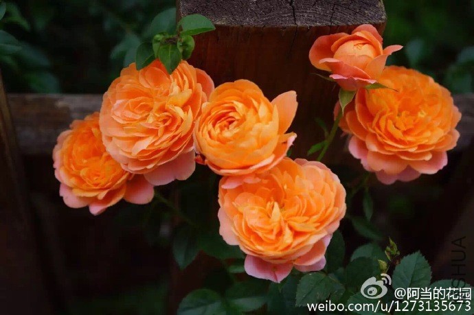 4be28239gw1f8jyinu3nlj20zk0notdb.jpg