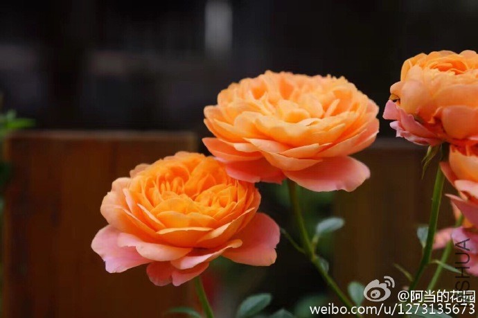 4be28239gw1f8jyiowhtmj20zk0nogp2.jpg