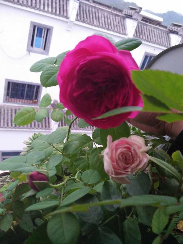 IMG20161008174130.jpg