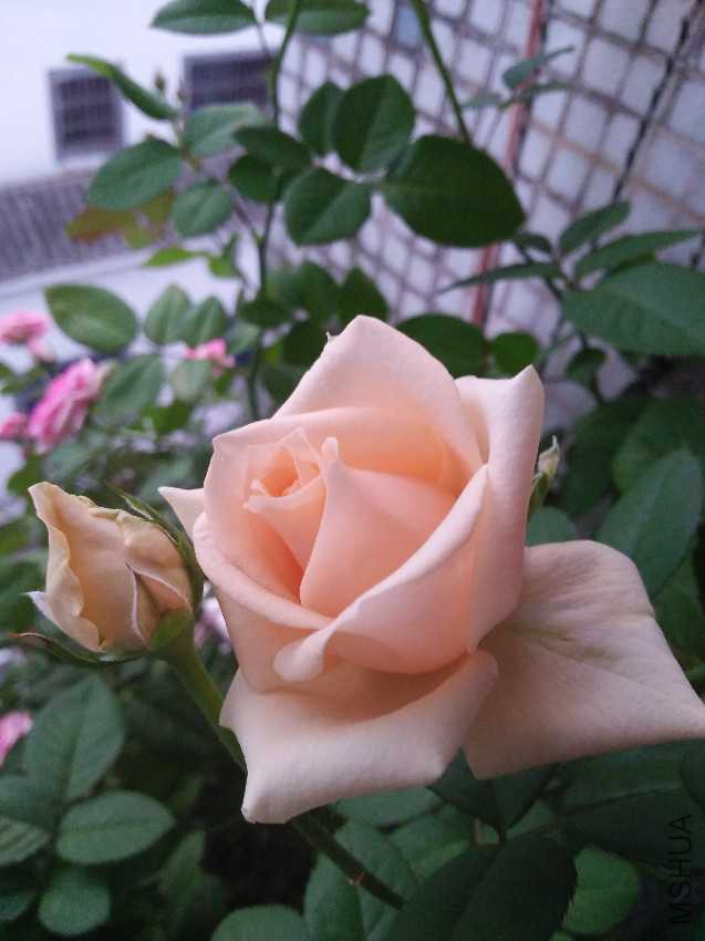 IMG20161008173742.jpg