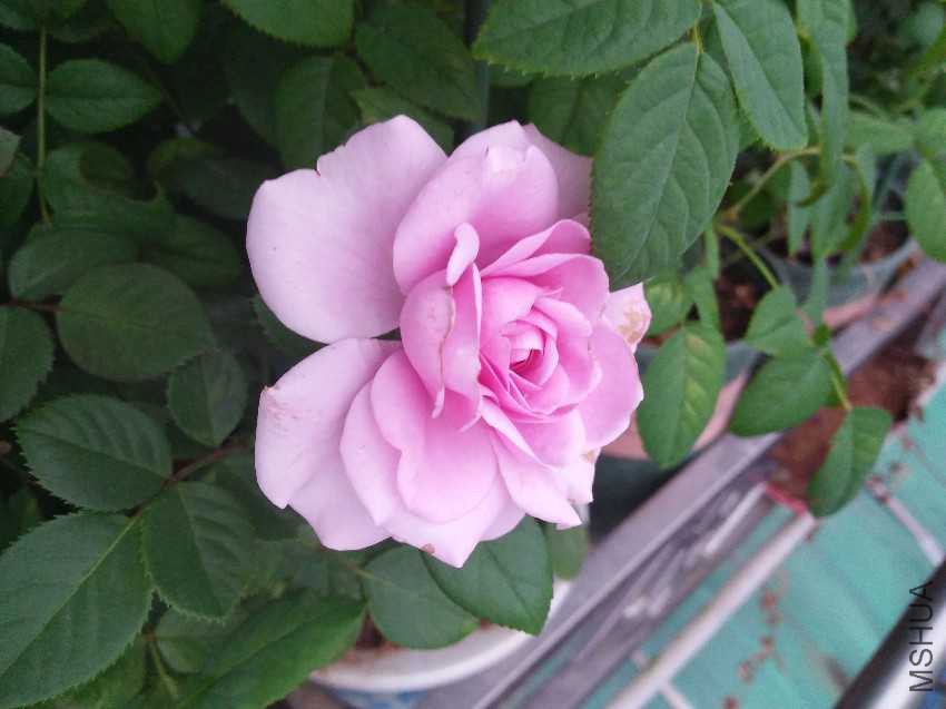 IMG20161008173657.jpg