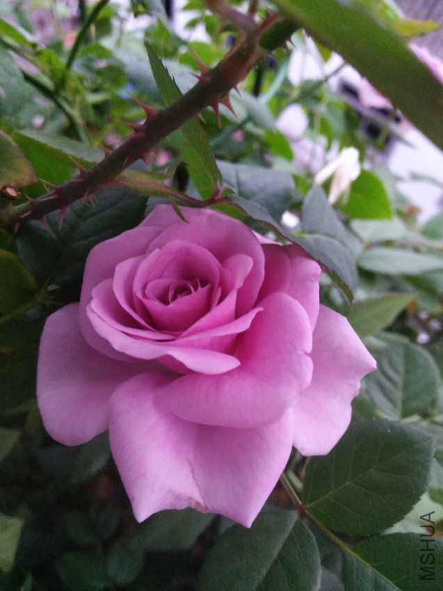 IMG20161008173646.jpg