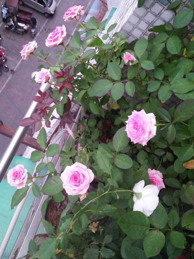 IMG20161008173608.jpg