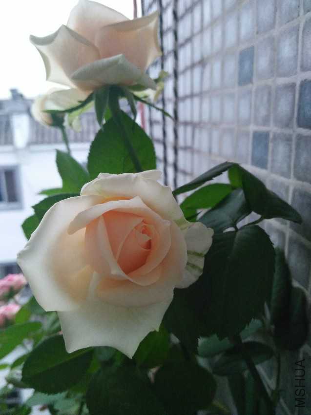 IMG20161008173511.jpg
