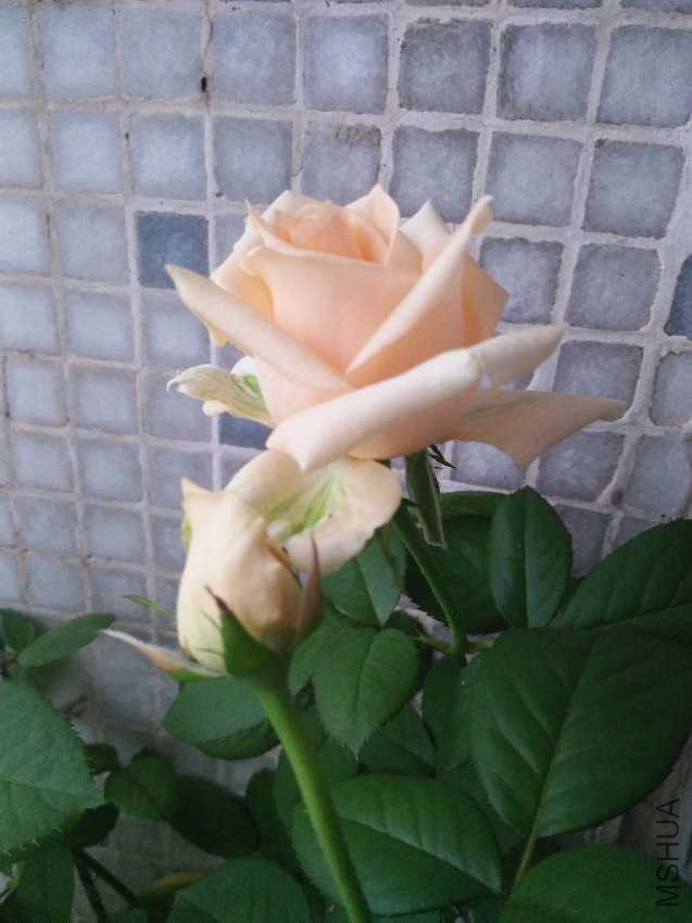 IMG20161008173419.jpg