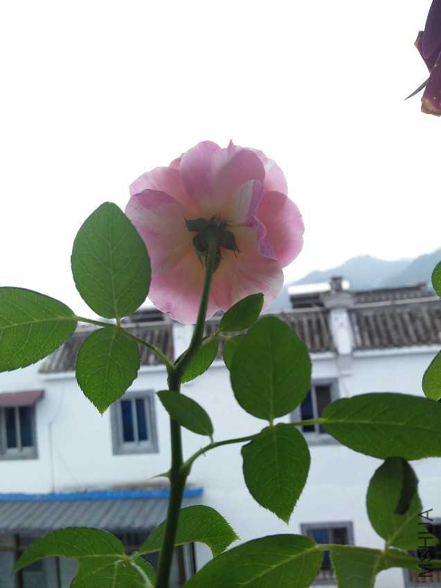 IMG20161007082006.jpg